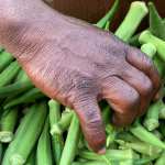 Woman grabbing a handful of okra from a cardboard box