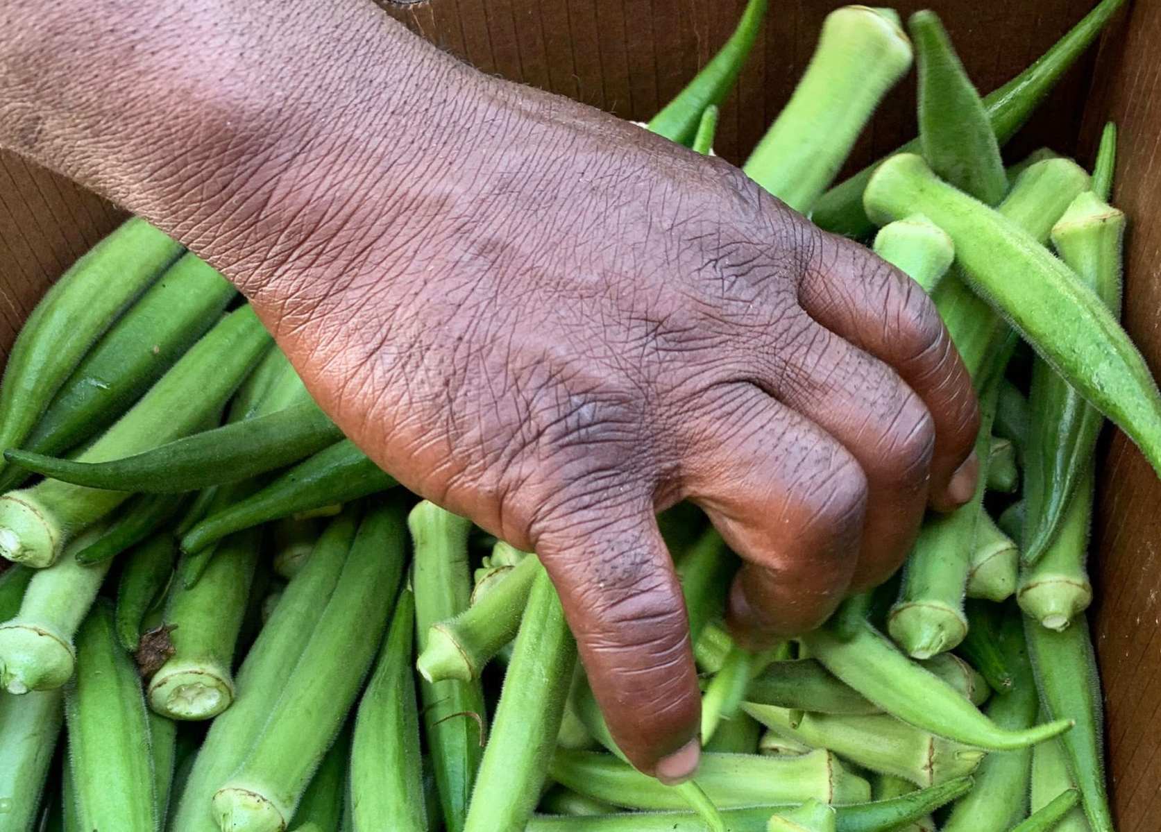 Woman grabbing a handful of okra from a cardboard box