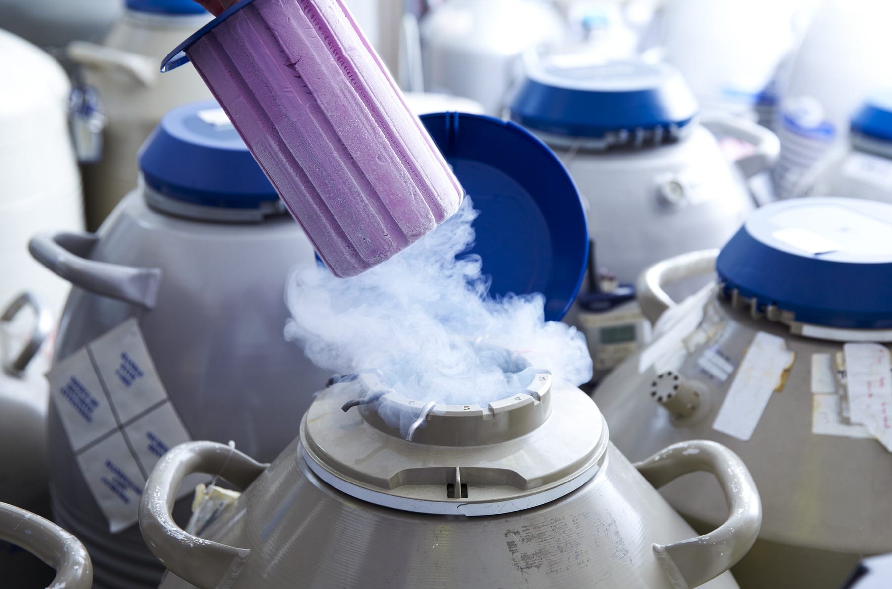 Eggs being stored for IVF.