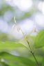 A flower blooms in a Honolulu jungle.