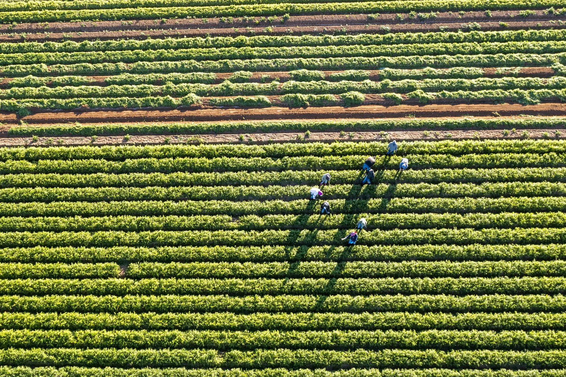 Aerial views of farmworkers in a field.