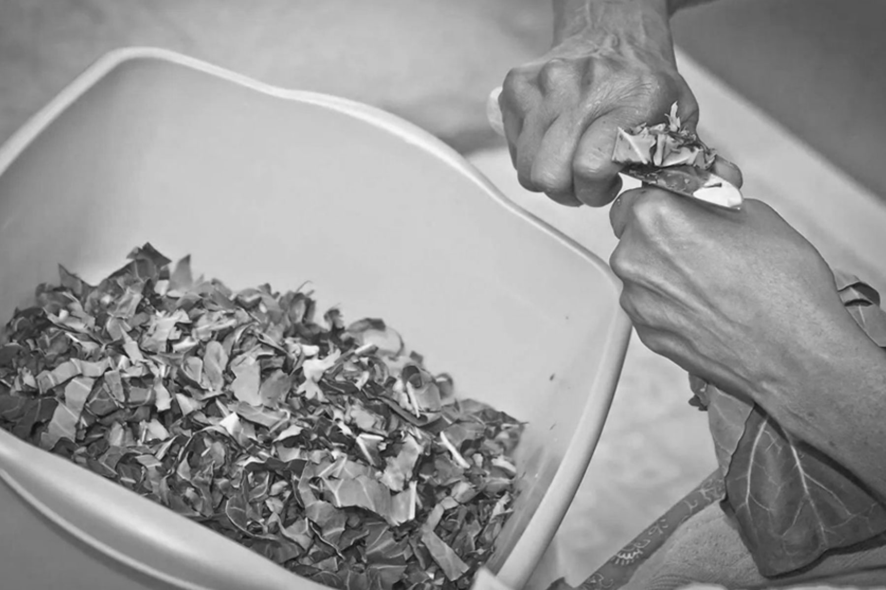 An older woman's hands chiffonading collard greens.