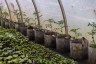 Plants in a greenhouse.